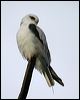 blackshoulderedkite_30677