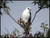 blackshoulderedkite_30713