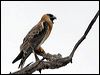 blackshoulderedkite_82210