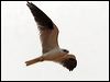 blackshoulderedkite_82215