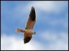 blackshoulderedkite_82216