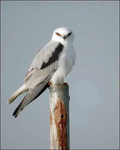 Black-shouldered Kite blackshoulderedkite_02619.jpg