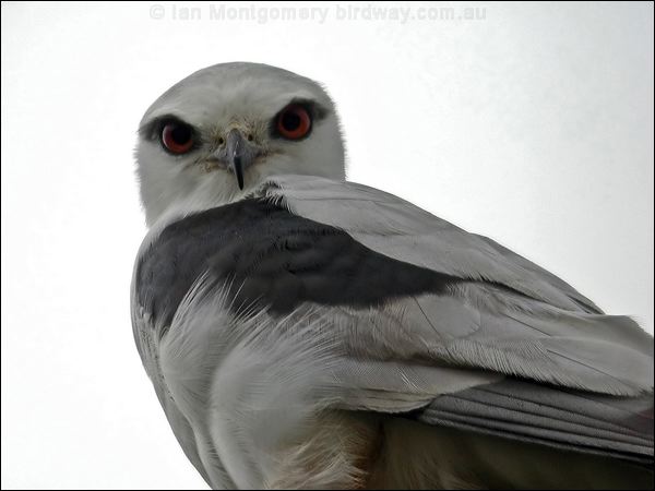 Black-shouldered Kite blackshoulderedkite_07586.jpg