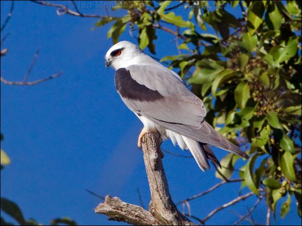 Black-shouldered Kite blackshoulderedkite_153426.psd