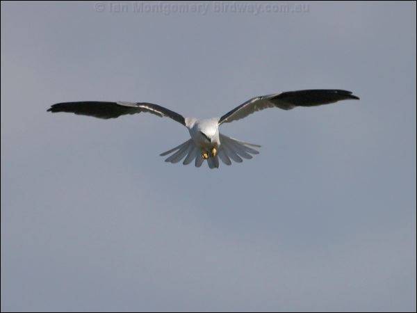 Black-shouldered Kite blackshoulderedkite_17045.jpg
