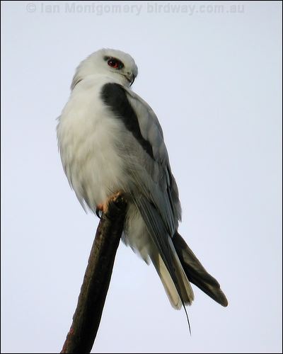 Black-shouldered Kite blackshoulderedkite_30677.jpg