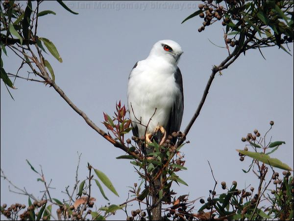 Black-shouldered Kite blackshoulderedkite_30713.jpg