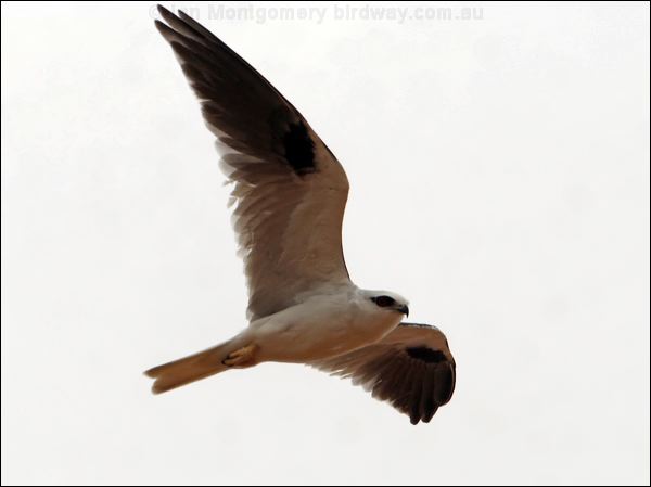 Black-shouldered Kite blackshoulderedkite_82215.psd