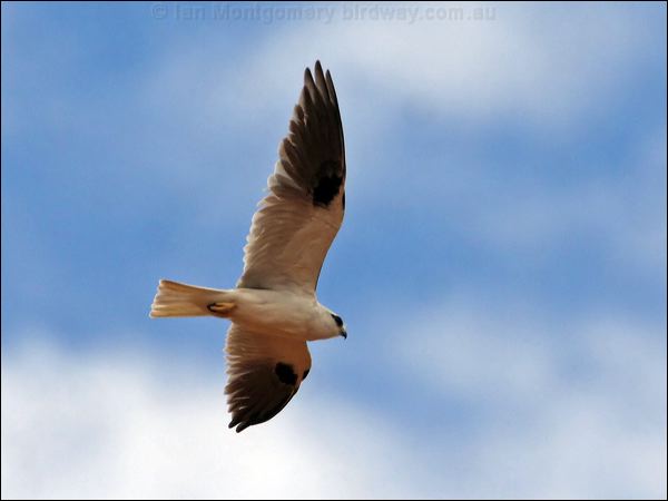 Black-shouldered Kite blackshoulderedkite_82216.psd