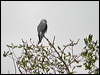 black_winged_kite_06838