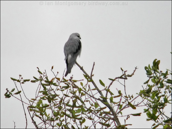 Black-winged Kite black_winged_kite_06838.psd