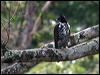 blyths_hawk_eagle_06498
