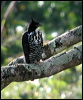 blyths_hawk_eagle_06509