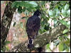 blyths_hawk_eagle_56342