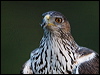 bonellis_eagle_162052