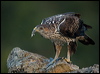 bonellis_eagle_162065