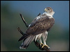bonellis_eagle_162069