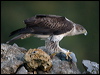 bonellis_eagle_162088