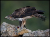 bonellis_eagle_162114