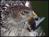bonellis_eagle_162223