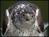 bonellis_eagle_162224