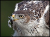 bonellis_eagle_162226
