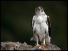 bonellis_eagle_162254