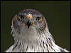 bonellis_eagle_162255