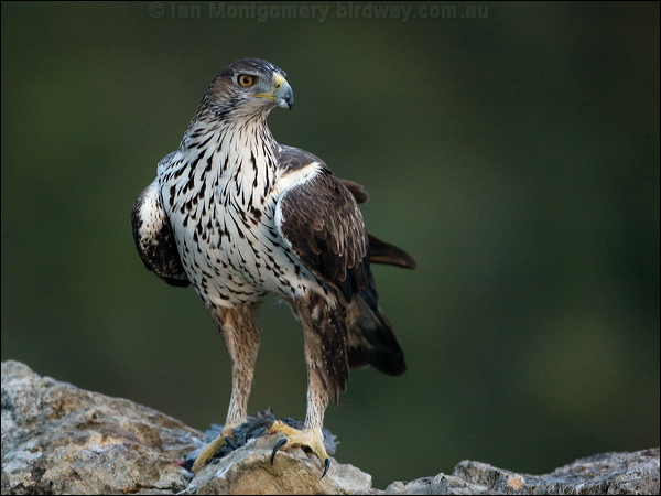 Bonelli's Eagle bonellis_eagle_162050.psd