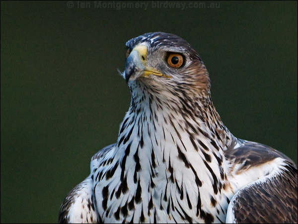 Bonelli's Eagle bonellis_eagle_162052.psd