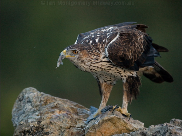 Bonelli's Eagle bonellis_eagle_162065.psd