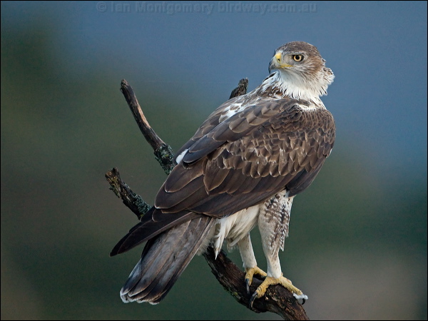 Bonelli's Eagle bonellis_eagle_162069.psd