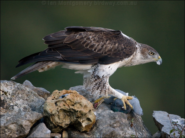 Bonelli's Eagle bonellis_eagle_162088.psd