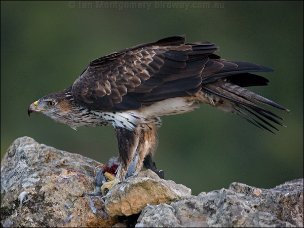 Bonelli's Eagle bonellis_eagle_162114.psd