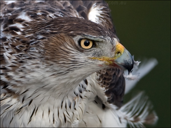 Bonelli's Eagle bonellis_eagle_162223.psd