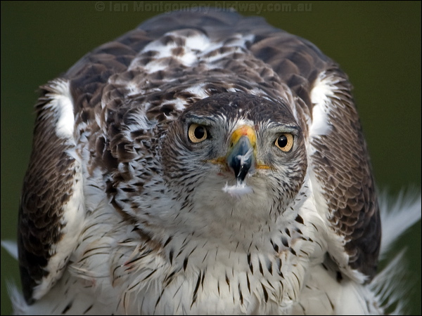 Bonelli's Eagle bonellis_eagle_162224.psd