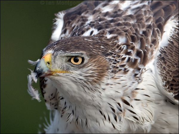 Bonelli's Eagle bonellis_eagle_162226.psd