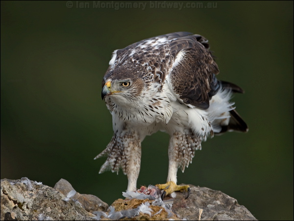 Bonelli's Eagle bonellis_eagle_162236.psd