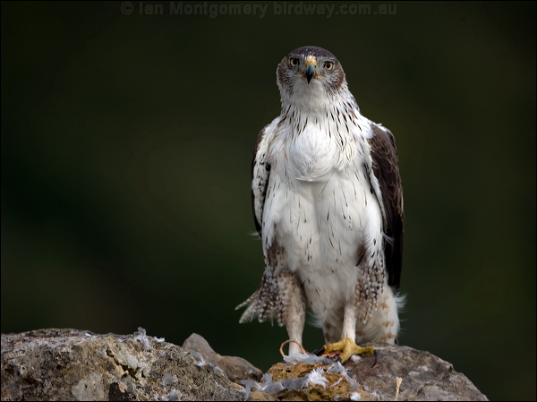 Bonelli's Eagle bonellis_eagle_162254.psd