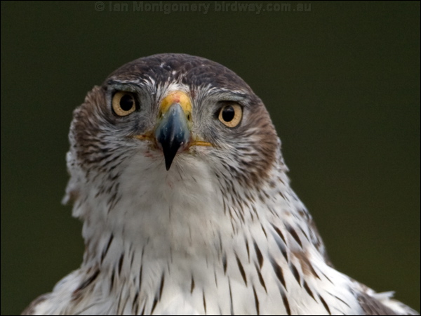 Bonelli's Eagle bonellis_eagle_162255.psd