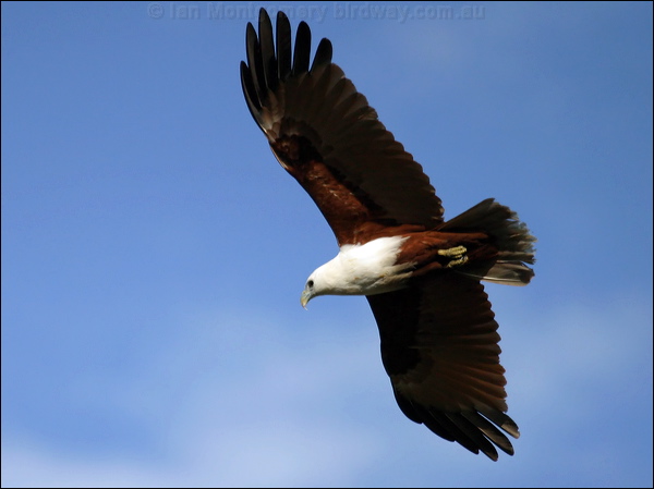 Brahminy Kite brahminy_kite_02471.psd