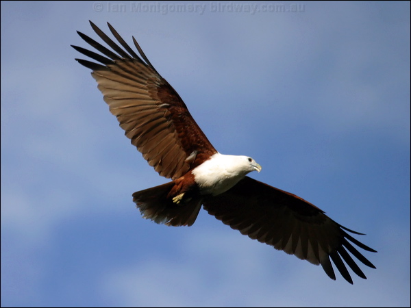 Brahminy Kite brahminy_kite_02482.psd