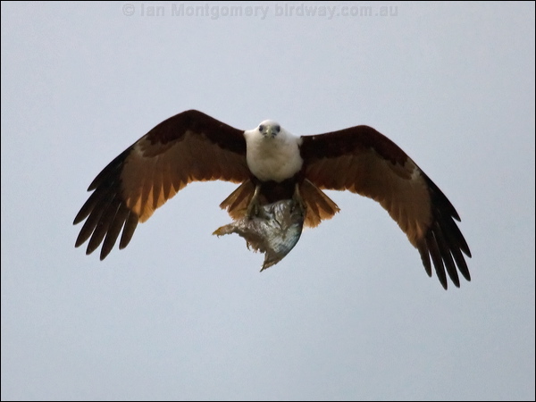 Brahminy Kite brahminy_kite_113139.psd