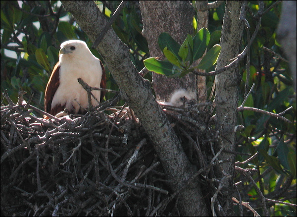 Brahminy Kite brahminy_kite_11868.psd
