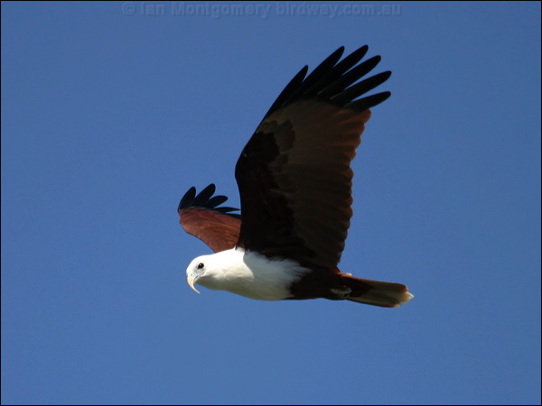 Brahminy Kite brahminy_kite_15317.psd