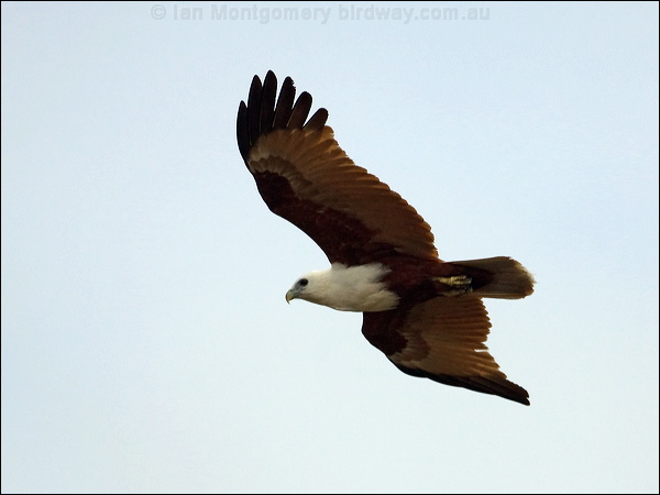 Brahminy Kite brahminy_kite_169906.psd