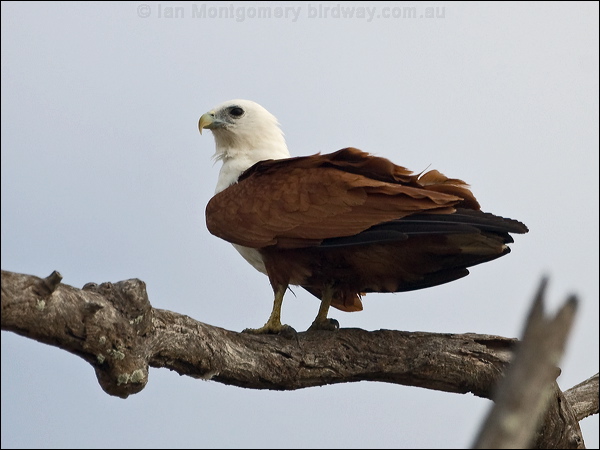 Brahminy Kite brahminy_kite_169923.psd