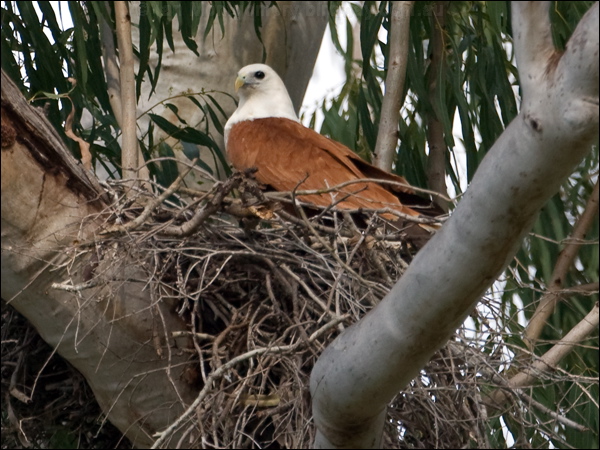 Brahminy Kite brahminy_kite_170039.psd