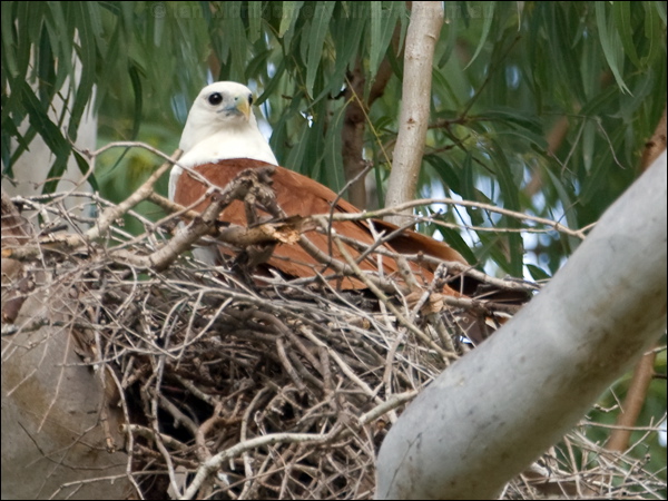 Brahminy Kite brahminy_kite_170044.psd