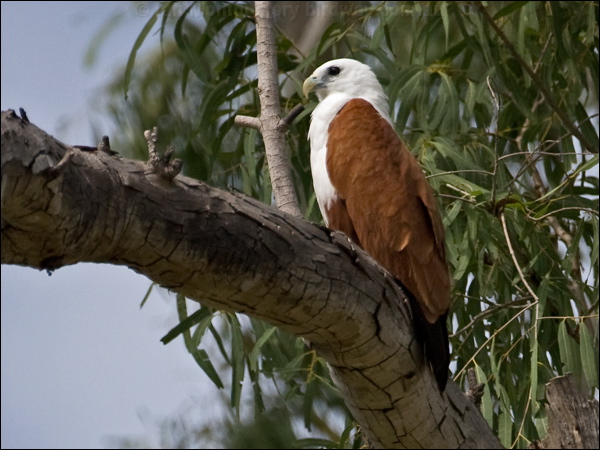 Brahminy Kite brahminy_kite_182365.psd